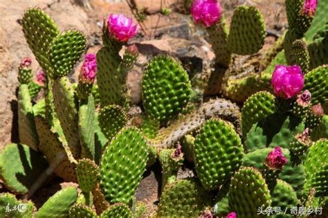 仙人掌開花風水|仙人掌開花嗎？仙人掌開花代表什麼？有什麼寓意嗎？。